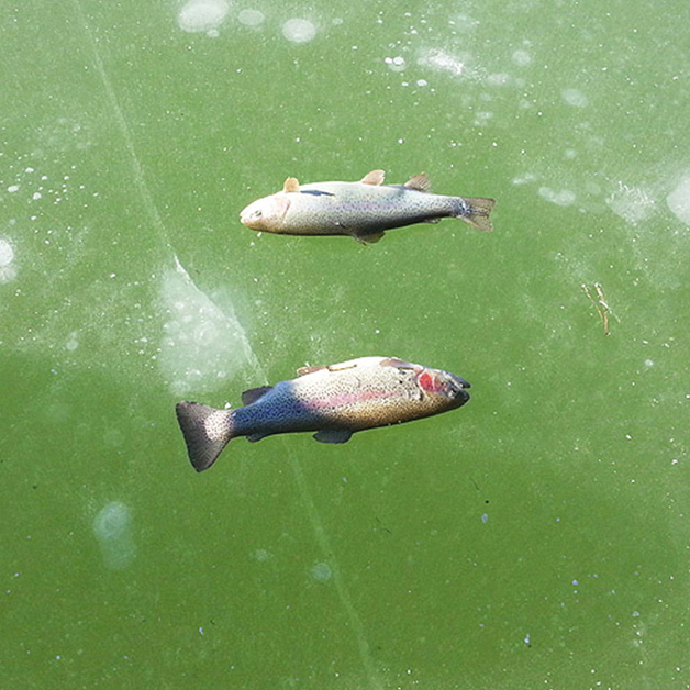 item_29304_1491974220.jpg